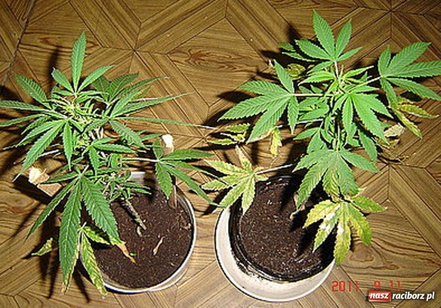 Zdjęcie w galerii na portalu naszraciborz.pl: Policja capnęła 24-latka z białym proszkiem wiadomości z regionu