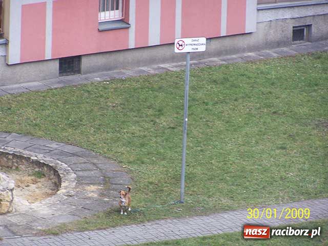 Zdjęcie w galerii na portalu naszraciborz.pl: Piesek na zakazie wiadomości z regionu
