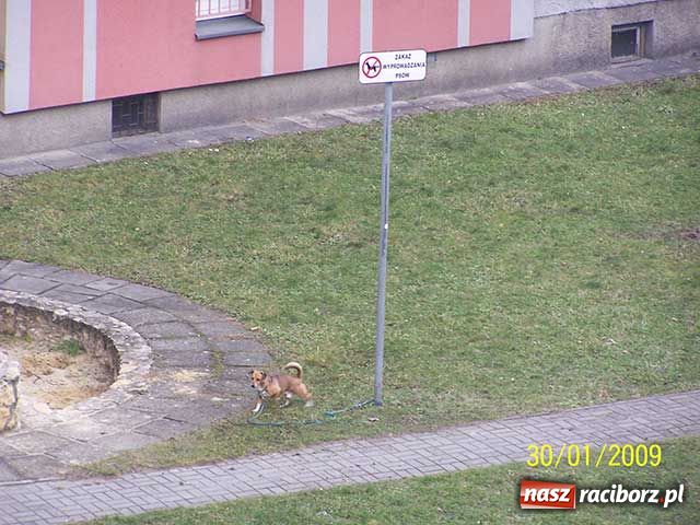 Zdjęcie w galerii na portalu naszraciborz.pl: Piesek na zakazie wiadomości z regionu