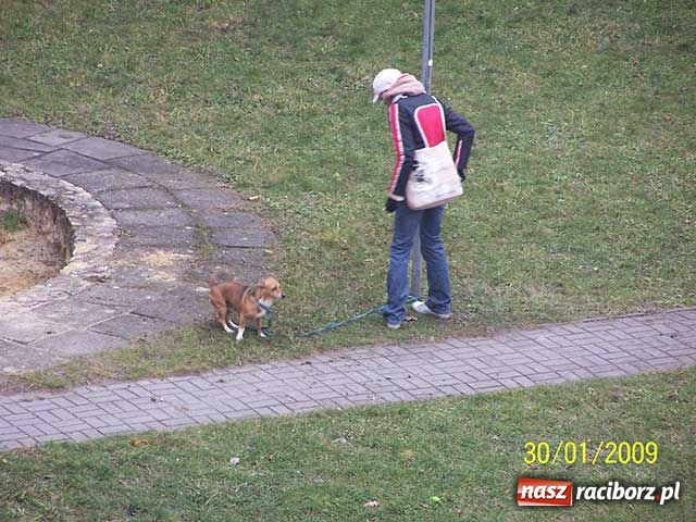 Zdjęcie w galerii na portalu naszraciborz.pl: Piesek na zakazie wiadomości z regionu