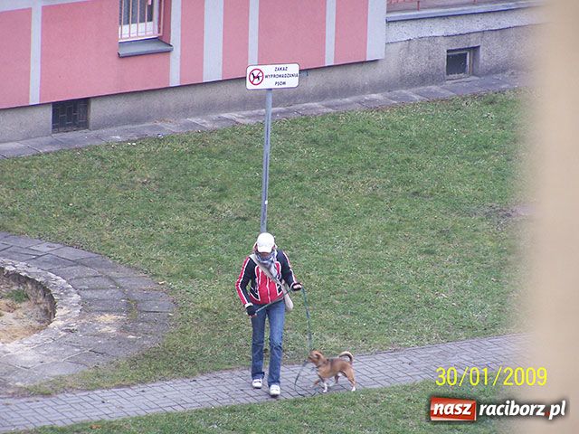 Zdjęcie w galerii na portalu naszraciborz.pl: Piesek na zakazie wiadomości z regionu