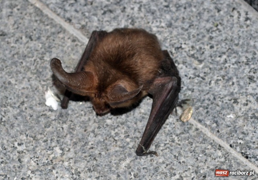 Zdjęcie w galerii na portalu naszraciborz.pl: Na zamku uratowano gacka wiadomości z regionu