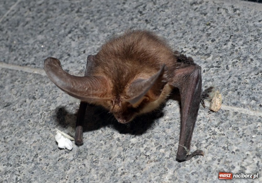Zdjęcie w galerii na portalu naszraciborz.pl: Na zamku uratowano gacka wiadomości z regionu