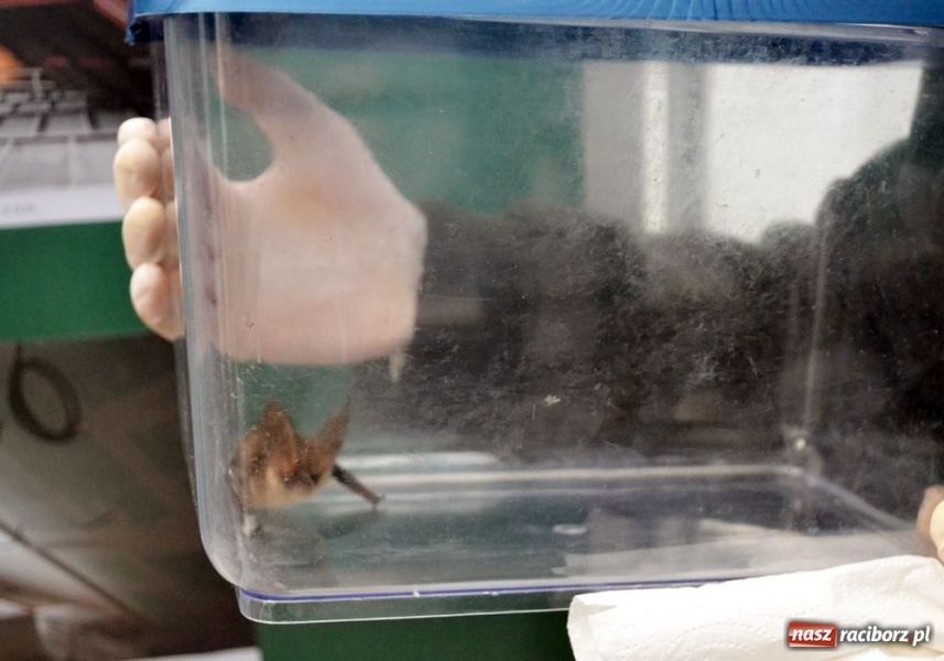 Zdjęcie w galerii na portalu naszraciborz.pl: Na zamku uratowano gacka wiadomości z regionu