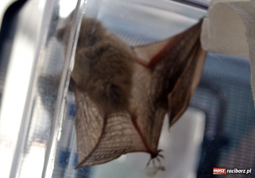 Zdjęcie w galerii na portalu naszraciborz.pl: Na zamku uratowano gacka wiadomości z regionu