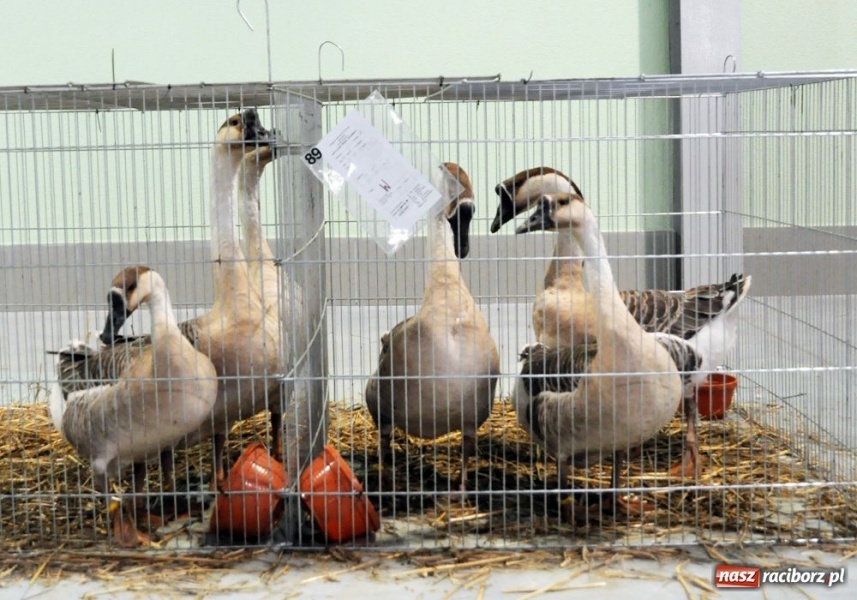 Zdjęcie w galerii na portalu naszraciborz.pl: Mandarynki, karolinki i sebrytki wiadomości z regionu