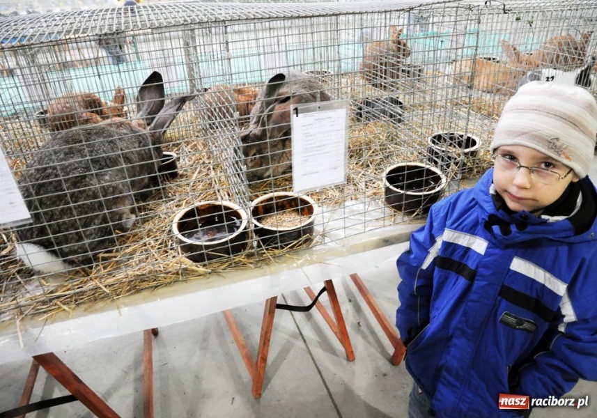 Zdjęcie w galerii na portalu naszraciborz.pl: Mandarynki, karolinki i sebrytki wiadomości z regionu