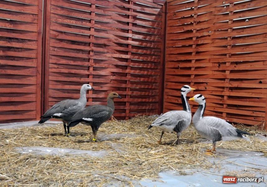 Zdjęcie w galerii na portalu naszraciborz.pl: Mandarynki, karolinki i sebrytki wiadomości z regionu