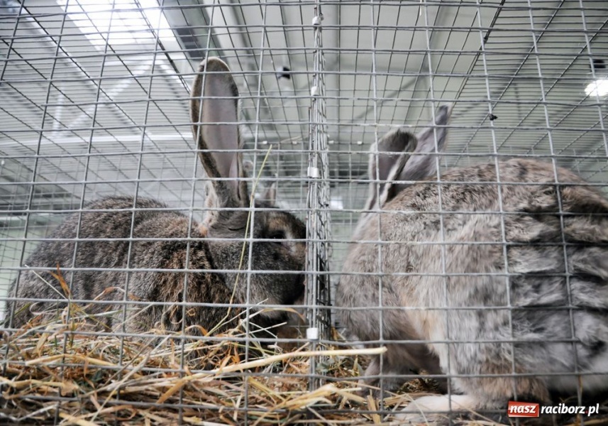 Zdjęcie w galerii na portalu naszraciborz.pl: Mandarynki, karolinki i sebrytki wiadomości z regionu