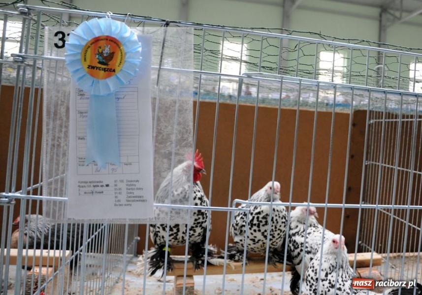 Zdjęcie w galerii na portalu naszraciborz.pl: Mandarynki, karolinki i sebrytki wiadomości z regionu