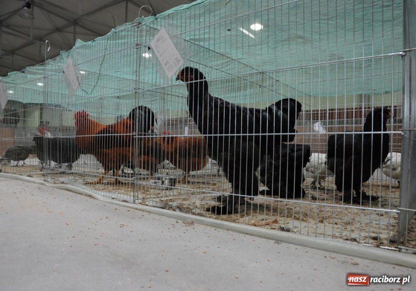 Zdjęcie w galerii na portalu naszraciborz.pl: Mandarynki, karolinki i sebrytki wiadomości z regionu