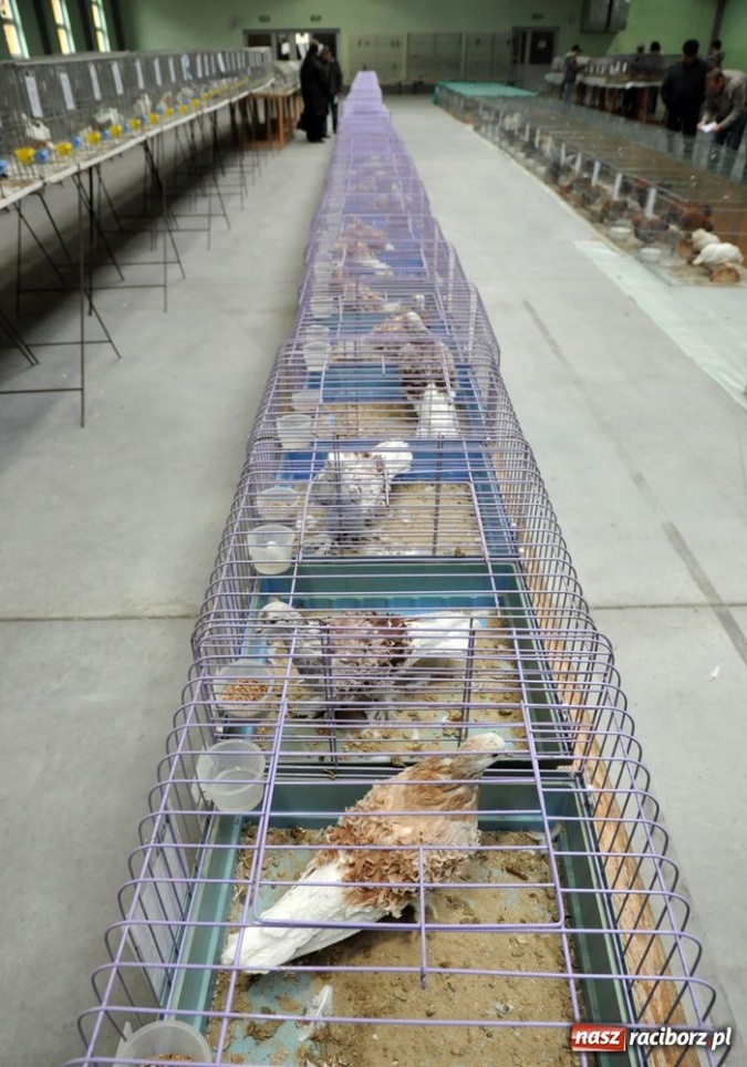 Zdjęcie w galerii na portalu naszraciborz.pl: Mandarynki, karolinki i sebrytki wiadomości z regionu