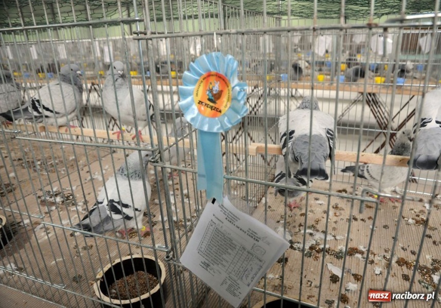 Zdjęcie w galerii na portalu naszraciborz.pl: Mandarynki, karolinki i sebrytki wiadomości z regionu