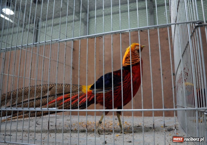 Zdjęcie w galerii na portalu naszraciborz.pl: Mandarynki, karolinki i sebrytki wiadomości z regionu