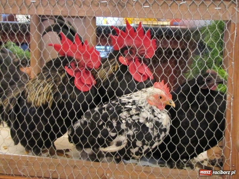 Zdjęcie w galerii na portalu naszraciborz.pl: Papugi, kanarki, gołębie... wiadomości z regionu