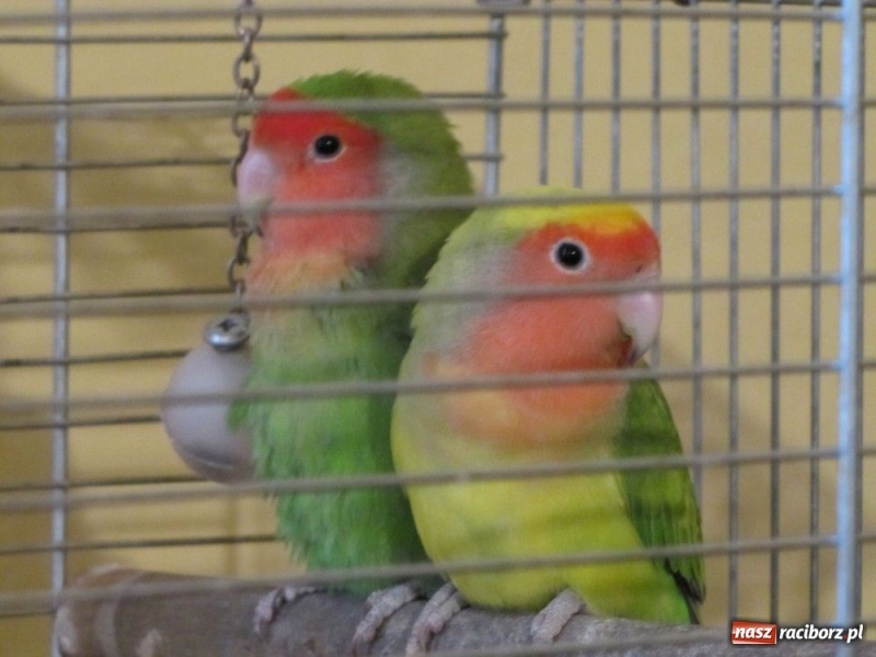 Zdjęcie w galerii na portalu naszraciborz.pl: Papugi, kanarki, gołębie... wiadomości z regionu