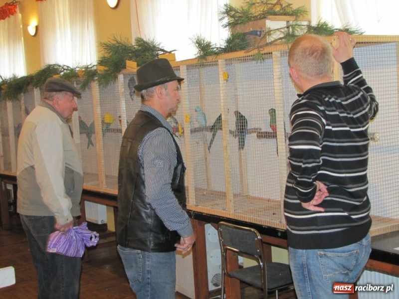 Zdjęcie w galerii na portalu naszraciborz.pl: Papugi, kanarki, gołębie... wiadomości z regionu