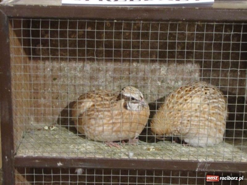 Zdjęcie w galerii na portalu naszraciborz.pl: Papugi, kanarki, gołębie... wiadomości z regionu