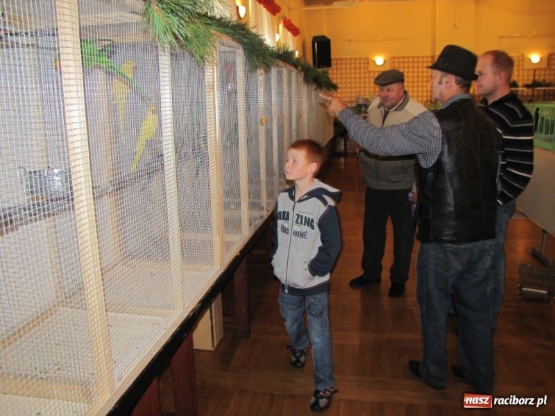 Zdjęcie w galerii na portalu naszraciborz.pl: Papugi, kanarki, gołębie... wiadomości z regionu