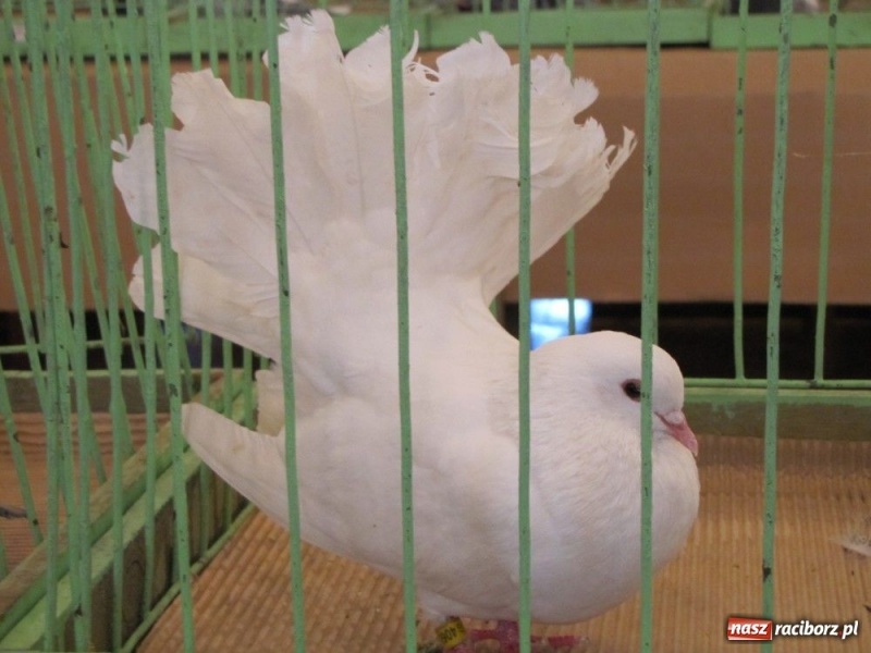 Zdjęcie w galerii na portalu naszraciborz.pl: Papugi, kanarki, gołębie... wiadomości z regionu