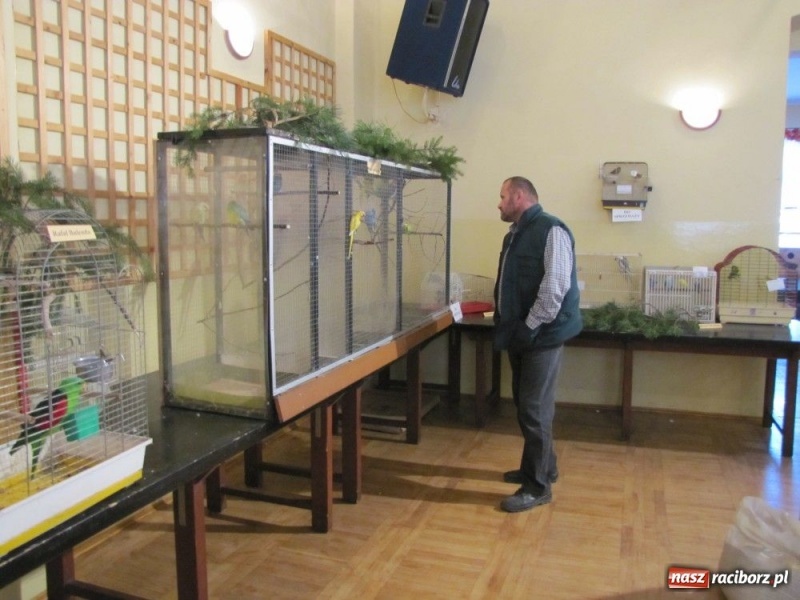 Zdjęcie w galerii na portalu naszraciborz.pl: Papugi, kanarki, gołębie... wiadomości z regionu