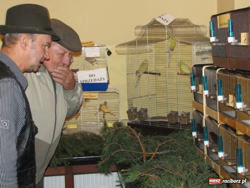 Zdjęcie w galerii na portalu naszraciborz.pl: Papugi, kanarki, gołębie... wiadomości z regionu