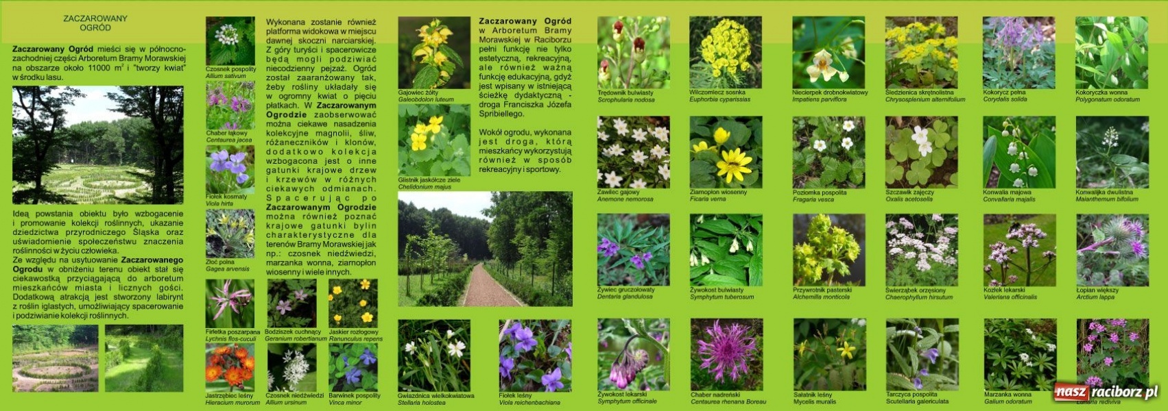 Zdjęcie w galerii na portalu naszraciborz.pl: Ratusz będzie promował czary wiadomości z regionu