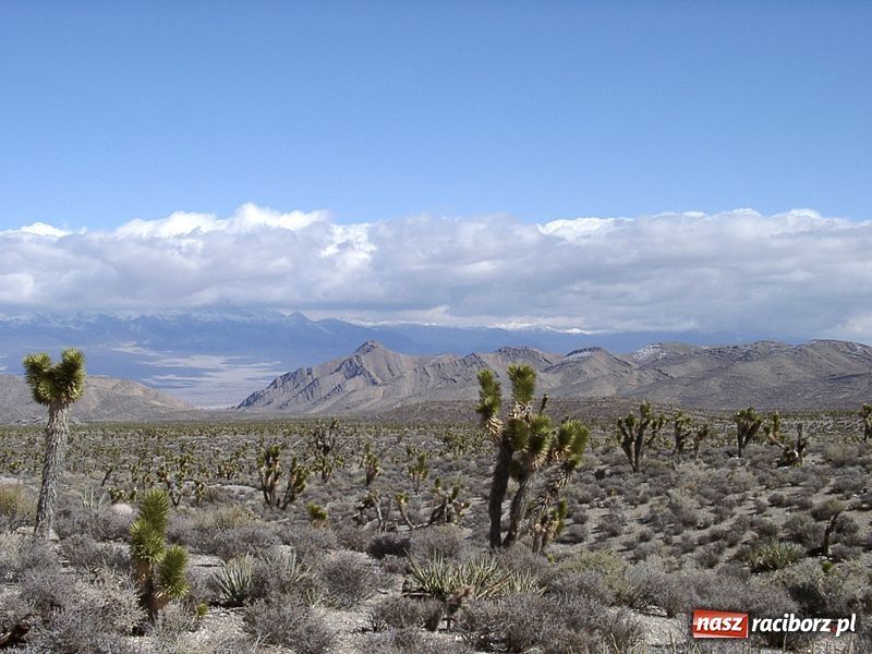 Zdjęcie w galerii na portalu naszraciborz.pl: Ewa Bugdoł na Mistrzostwach Świata wiadomości z regionu