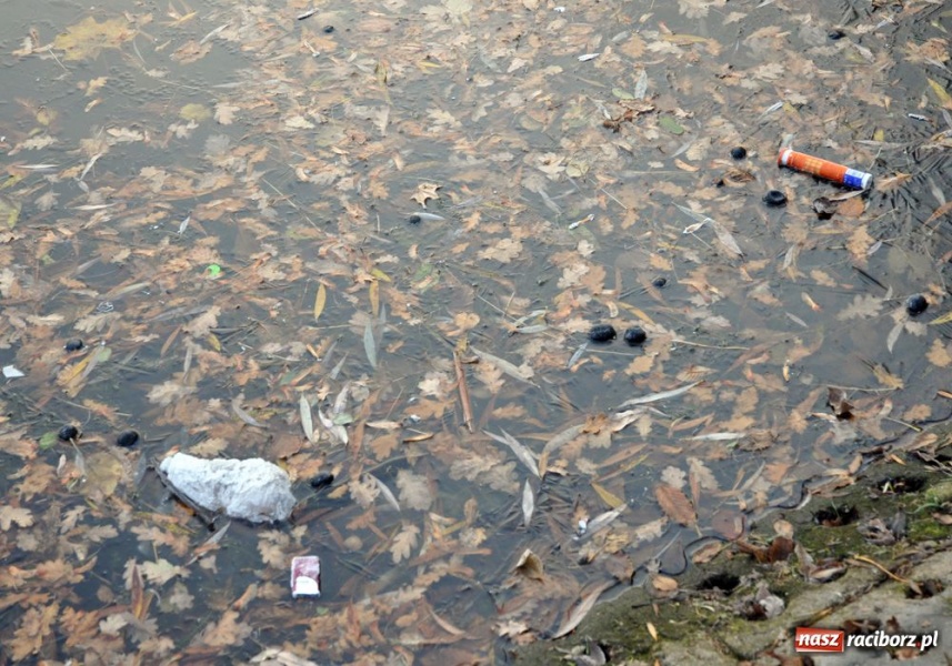 Zdjęcie w galerii na portalu naszraciborz.pl: Panie prezesie, to trzeba posprzątać wiadomości z regionu