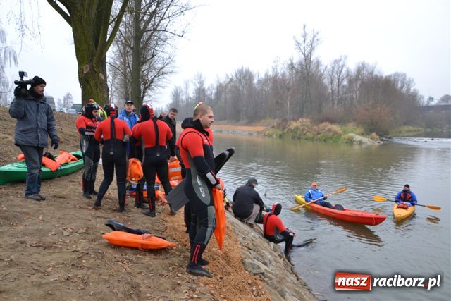 Zdjęcie w galerii na portalu naszraciborz.pl: Morsy dopłynęły już do Chałupek wiadomości z regionu
