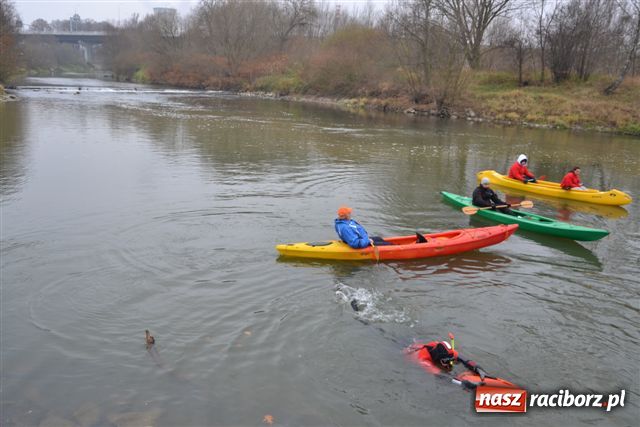 Zdjęcie w galerii na portalu naszraciborz.pl: Morsy dopłynęły już do Chałupek wiadomości z regionu