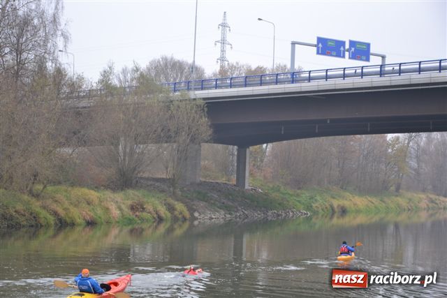 Zdjęcie w galerii na portalu naszraciborz.pl: Morsy dopłynęły już do Chałupek wiadomości z regionu