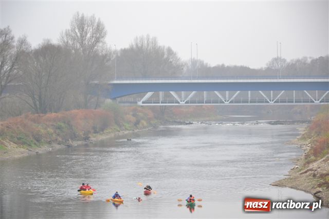 Zdjęcie w galerii na portalu naszraciborz.pl: Morsy dopłynęły już do Chałupek wiadomości z regionu