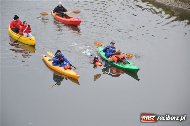 Zdjęcie w galerii na portalu naszraciborz.pl: Morsy dopłynęły już do Chałupek wiadomości z regionu