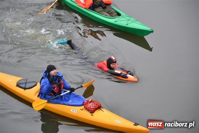 Zdjęcie w galerii na portalu naszraciborz.pl: Morsy dopłynęły już do Chałupek wiadomości z regionu