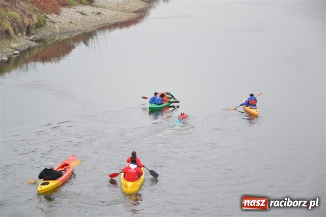 Zdjęcie w galerii na portalu naszraciborz.pl: Morsy dopłynęły już do Chałupek wiadomości z regionu