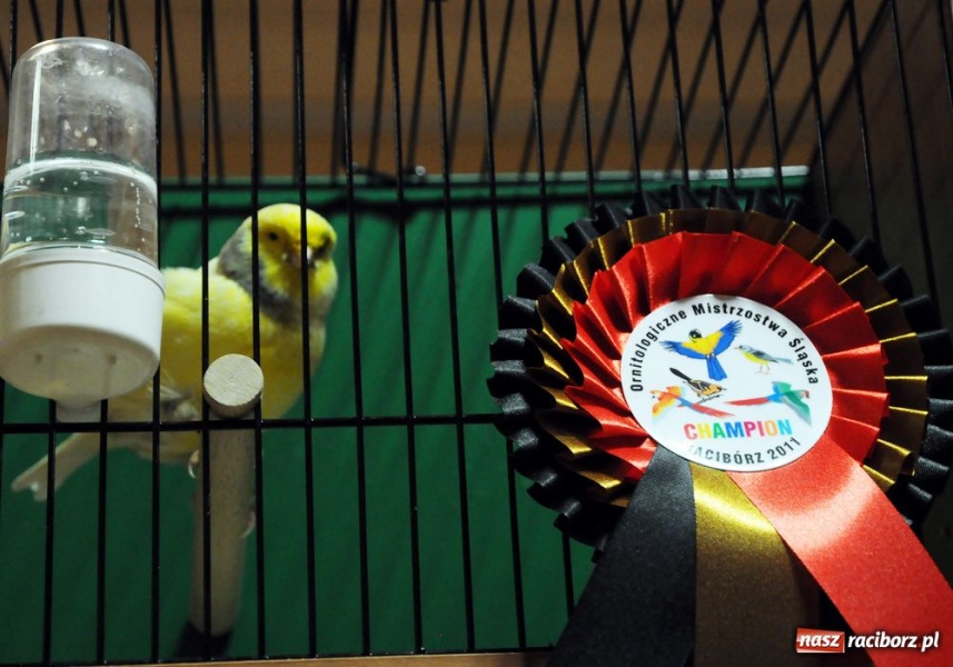 Zdjęcie w galerii na portalu naszraciborz.pl: Raciborscy hodowcy ze srebrem wiadomości z regionu