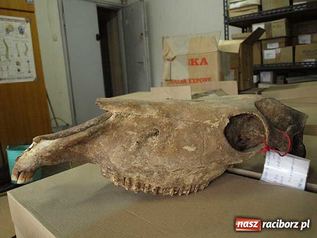 Zdjęcie w galerii na portalu naszraciborz.pl: Tajemnica duchów z Młyńskiej wiadomości z regionu