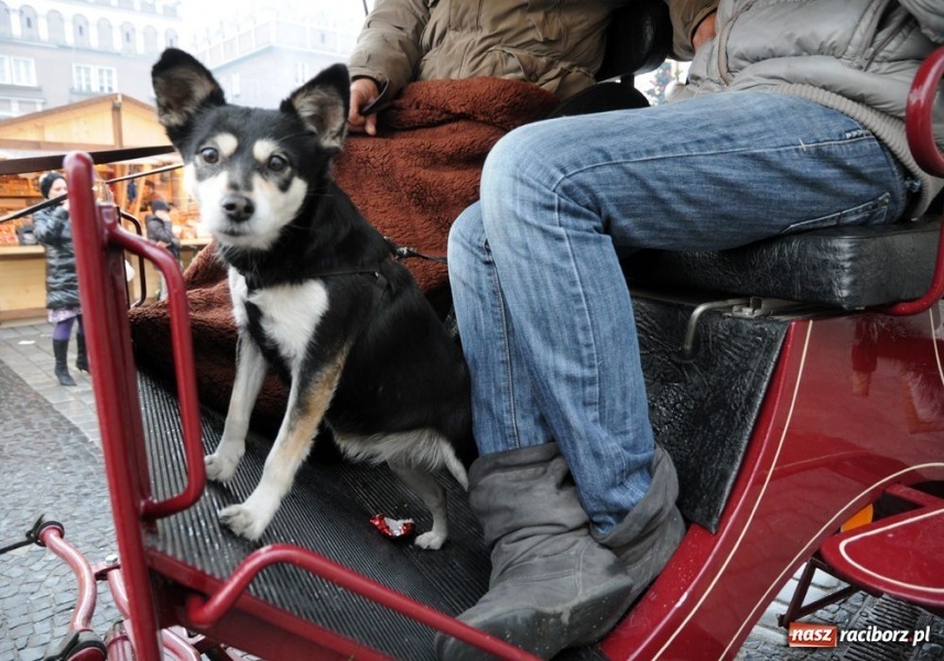Zdjęcie w galerii na portalu naszraciborz.pl: Ruszył świąteczny jarmark na Rynku wiadomości z regionu