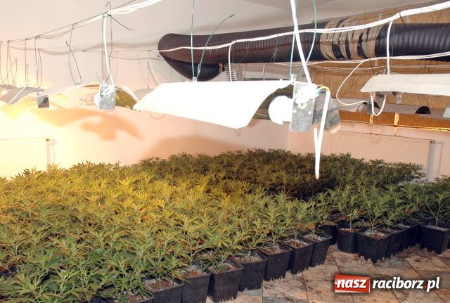 Zdjęcie w galerii na portalu naszraciborz.pl: Plantacje jak grzyby po deszczu wiadomości z regionu