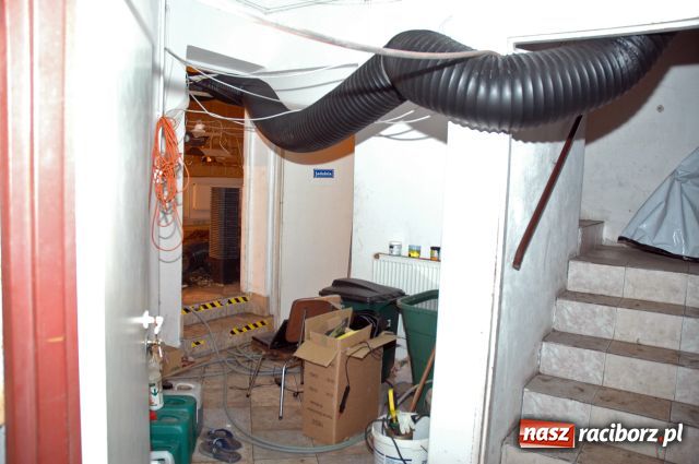 Zdjęcie w galerii na portalu naszraciborz.pl: Plantacje jak grzyby po deszczu wiadomości z regionu