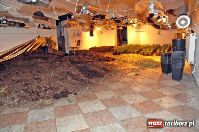 Zdjęcie w galerii na portalu naszraciborz.pl: Plantacje jak grzyby po deszczu wiadomości z regionu