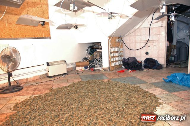 Zdjęcie w galerii na portalu naszraciborz.pl: Plantacje jak grzyby po deszczu wiadomości z regionu