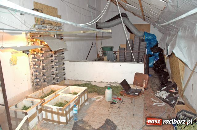 Zdjęcie w galerii na portalu naszraciborz.pl: Plantacje jak grzyby po deszczu wiadomości z regionu