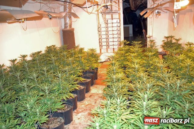 Zdjęcie w galerii na portalu naszraciborz.pl: Plantacje jak grzyby po deszczu wiadomości z regionu