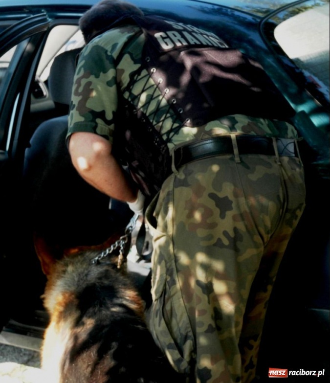 Zdjęcie w galerii na portalu naszraciborz.pl: ŚOSG: Narkotyki znalezione w samochodzie  wiadomości z regionu