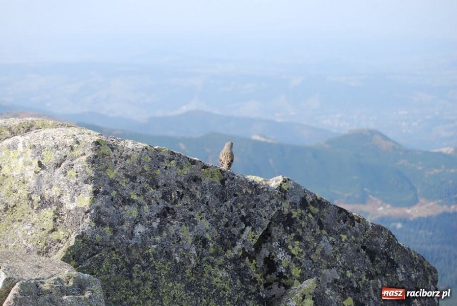 Zdjęcie w galerii na portalu naszraciborz.pl: Tatry w obiektywie wiadomości z regionu