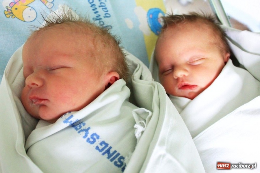 Zdjęcie w galerii na portalu naszraciborz.pl: Pierwsze bliźniaki 2012 roku wiadomości z regionu