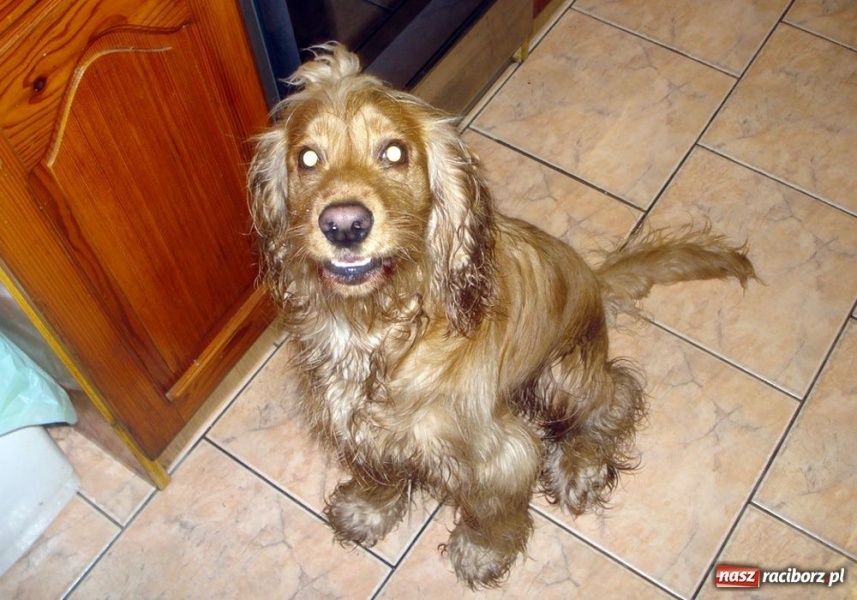 Zdjęcie w galerii na portalu naszraciborz.pl: Cocker spaniel szuka właściciela wiadomości z regionu