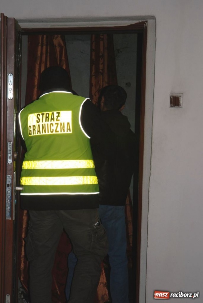 Zdjęcie w galerii na portalu naszraciborz.pl: ŚOSG: Zlikwidowała działająca plantacja konopii indyjskich wiadomości z regionu